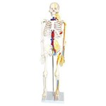 Esqueleto Humano 85cm com Nervos e Veias Coleman - Col 1102-b