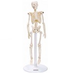 Esqueleto Humano de 20 Cm