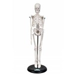 Esqueleto Humano de 45 Cm C/ Suporte - Sdorf - Cód: Sd-5002/b