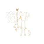 Esqueleto Humano Desarticulado - Sdorf - Cod: Sd-5003
