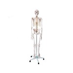 Esqueleto Humano Padrão 1,70 - Brax Tecnologia