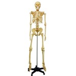 Esqueleto Humano Padrão 1,70 Cm Suporte e Base Rodas