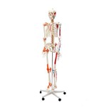 Esqueleto Humano Padrão 1,70c/Articulação Inserções Muscular e Suporte e Rodas