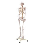 Esqueleto Humano Padrão 1,70m Suporte com Rodas - Sdorf - Cod: Sd-5000