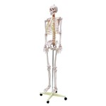 Esqueleto Humano Padrão de 1.70cm com Haste com Suporte e Rodas Sdorf Anatomia e Fisiologia Humana