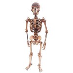 Esqueleto Humano Quebra Cabeça 3d Mdf