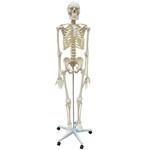Esqueleto Padrão Aprox. 170 Cm com Rodas - Anatomic - Cód: Tgd-0101