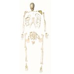 Esqueleto Padrão Desarticulado Anatomic - Código: Tgd-0101-c