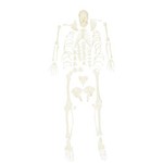 Esqueleto Padrão, Tamanho Natural, Desarticulado - Anatômico - Brax Tecnologia