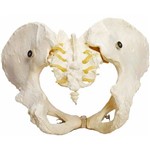 Esqueleto Pélvico Feminino Anatomic - Tgd-0169-b