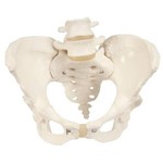 Esqueleto Pélvico Feminino - 3b Scientific - Cód: 1018536