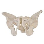 Esqueleto Pélvico Feminino Coleman - Col 1124