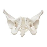 Esqueleto Pélvico Feminino Modelo Anatômico