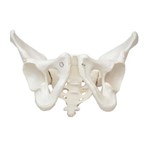 Esqueleto Pélvico Feminino - Sdorf - Cod: Sd-5005