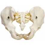 Esqueleto Pélvico Masculino Anatomic - Tgd-0169-a