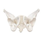 Esqueleto Pélvico Masculino - Sdorf - Cod: Sd-5004