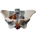 Esqueleto Pélvis Feminina com Nervos e Ligamentos - Anatomic - Cód: Tzj-0353-h