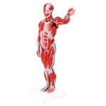 Figura Muscular Assexuada 78 Cm com Órgãos Internos Anatomic - Código: Tzj-4000-b