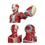 Figura Muscular de 1,70 Cm C/ Órgãos Internos em 29 Partes - Sdorf - Cod: Sd-5026