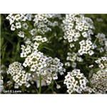 Flor-de-mel - Alyssum Branco Benthami Compactum - 50 Gramas