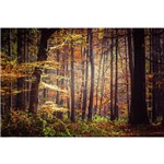 Fundo Fotográfico Tecido Árvores Raio de Sol 2,50m X 2,00m