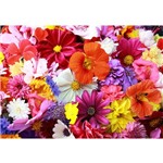 Fundo Fotográfico Tecido Flores Coloridas 3,00m X 1,70m