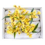 Gift Set Orquídea Chuva de Ouro