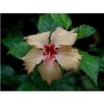 Hibiscus Rosa Sinensis - 47,5 X 36 Cm - Papel Fotográfico Fosco