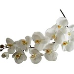 Kit 4 Orquídeas em Silicone Premium