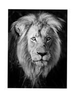 Lion King Fotografia Lion King - Fotografia 75X50Cm