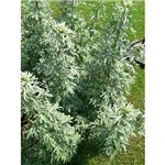 Losna - Artemisia Absinthium L. 100 Gr.(G)