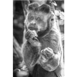 Macaco Pedinte - 30 X 45 Cm - Papel Fotográfico Fosco