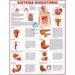 Mapa Corpo Humano Sistema Digestorio 120x90 Cm