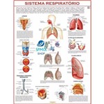 Mapa Corpo Humano Sistema Respiratorio 120x90 Cm