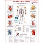 Mapa do Corpo Humano Sistema Circulatorio 120x90cm
