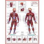 Mapa do Corpo Humano Sistema Muscular Anatomia 120x 90cm