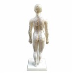 Modelo Feminino de 50 Cm para Acupuntura Anatomic - Código: Tgd-0402
