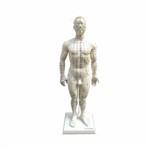 Modelo Masculino de 50 Cm para Acupuntura Anatomic - Código: Tgd-0404