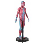 Modelo Muscular Assexuado 170 Cm com 34 Partes Anatomic - Código: Tgd-4000