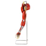 Músculos do Membro Superior com os Principais Vasos e Nervos Anatomic - Tzj-4010-a