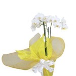 Orquídea Decorada Branca Duas Hastes em Vaso Decorada com Tela