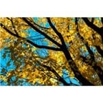 Outono - 45 X 30 Cm - Papel Fotográfico Fosco