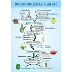 Painel Alfabetização Educativo Diversidade das Plantas