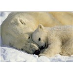 Painel Fotografico Ursos Polares Importado Komar