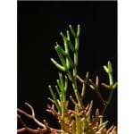Planta Suculenta - 36 X 47,5 Cm - Papel Fotográfico Fosco