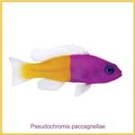 Pseudochromis Paccagnellae -
