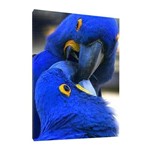 Quadro Decorativo Animais Arara Azul 95x63cm