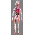 Sistema Circulatório Anatomic - Tzj-0328-d