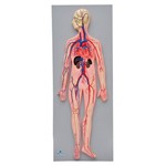 Sistema Circulatório Sanguíneo Modelo Anatômico