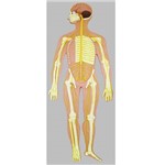 Sistema Nervoso Montado em Prancha de Madeira Anatomic - Tzj-0328-b